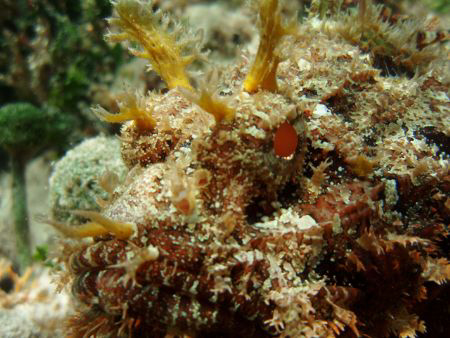 Very nice sponge with shiny eyes. by Durand Gerald 