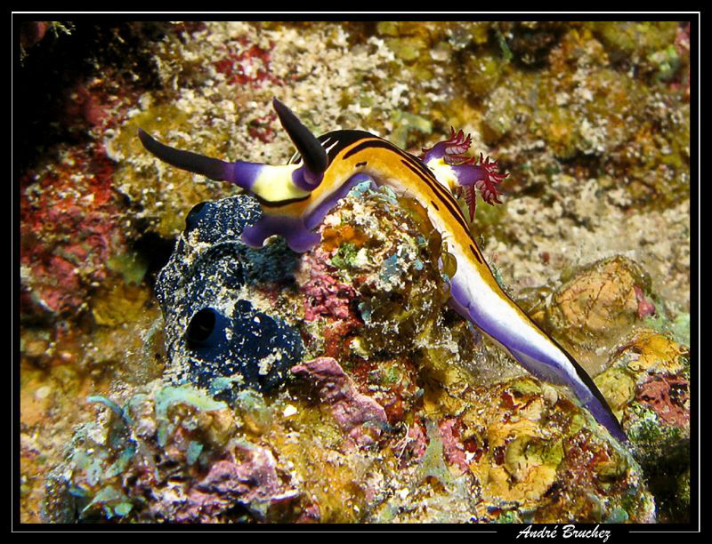 Nembrotha à Grandes Cornes by André Bruchez 
