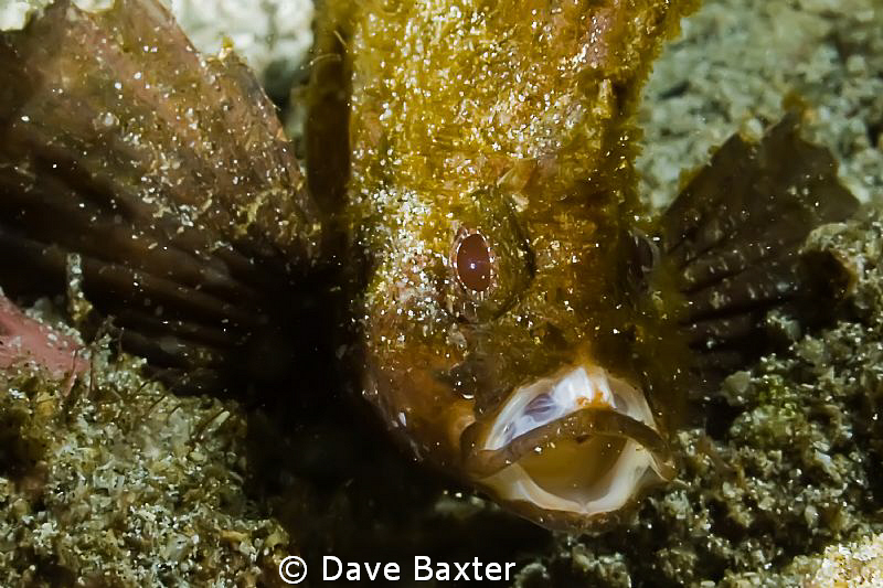 cockatoo wasp-fish smiling at me by Dave Baxter 