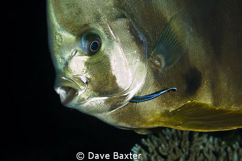 batfish with cleaner by Dave Baxter 