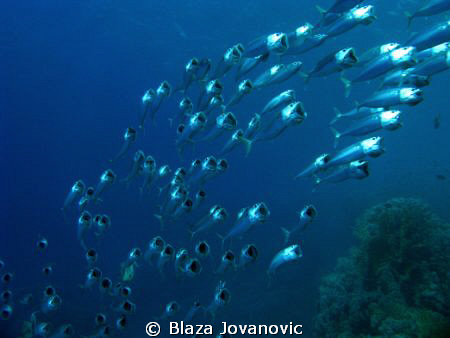 Lunch time! Shaab Abu Dabbab offshore reef, Egypt; Canon ... by Blaza Jovanovic 