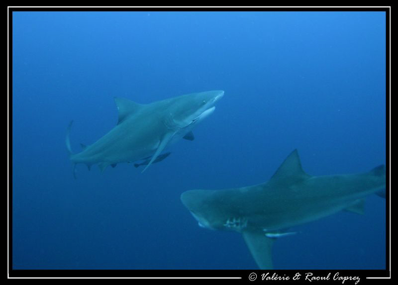 Eating time ! by Raoul Caprez 