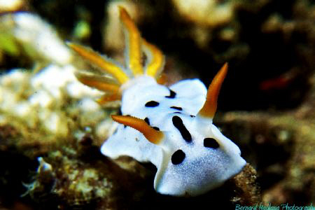 Today's dive, back in the water at last.... by Bernard Maglana 