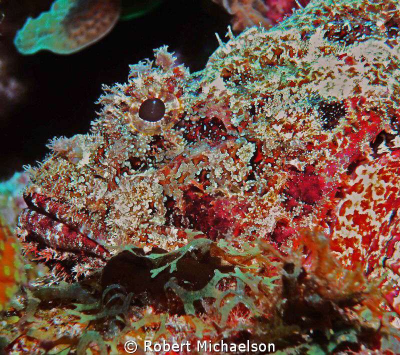 Scorpion at Ol' Blue, Bonaire by Robert Michaelson 