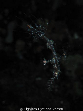 Ornate Ghost Pipefish Juvenile. Taken With Canon Ixus 951... by Sigbjørn Hjetland Vorren 