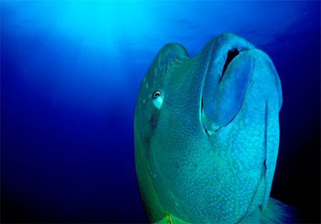 Palauan Epiphany - Napoleon Wrasse at Blue Corner, Palau.... by Erin Quigley 