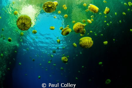 Fried Egg Jellyfish framed against the Azure Window off t... by Paul Colley 