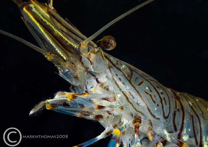 Prawn.
Aughrusmore, Connemara.
D200 60mm by Mark Thomas 