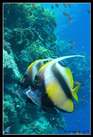Couple of Butterflyfishes (Heniochus intermedius) @ Ras M... by Christophe Warpelin 