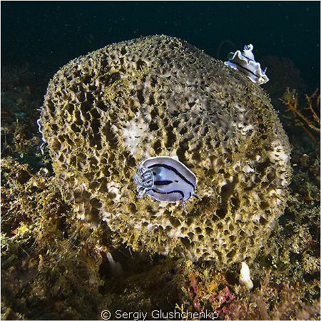 sponge by Sergiy Glushchenko 