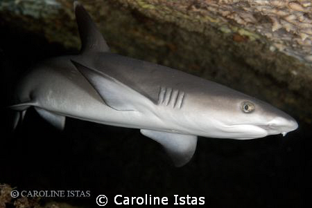 White tip Shark by Caroline Istas 