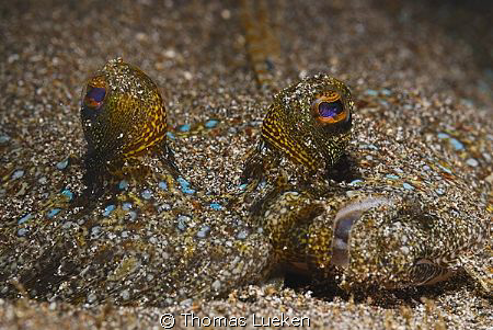 found in Lembeh; D200 by Thomas Lueken 