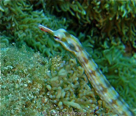 Close up of a really small pipefish in Marsa Alam,Egypt by Tanja Hofmann 