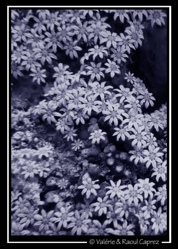 Underwater Swiss edelweiss :-) by Raoul Caprez 