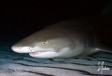 A night time dive at Tiger Beach provided me with great c... by Steven Anderson 