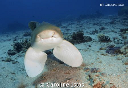 Leopard Shark by Caroline Istas 