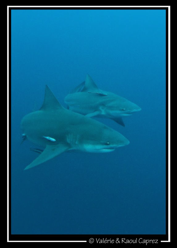 Synchronized swimming ! by Raoul Caprez 