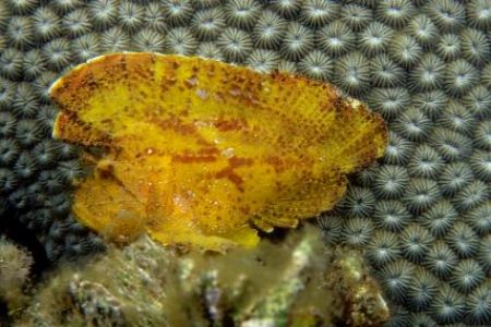 Leaf fish on A pedestal,sulawesi indonesia. by Allen Ayling 