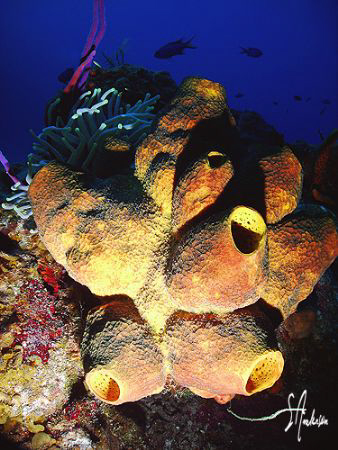This image shows the many colors found on the reefs off C... by Steven Anderson 