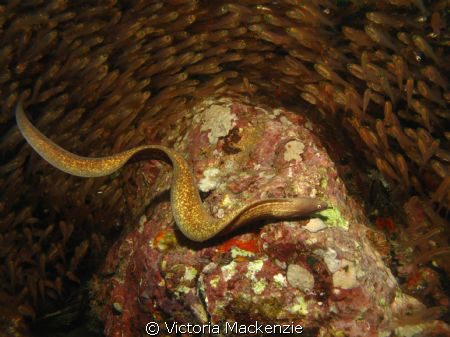 White eyed moray hunting glass fish. One of about 50 all ... by Victoria Mackenzie 