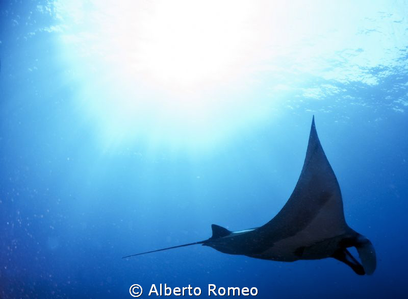 Mantaray backlight. by Alberto Romeo 