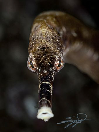 Pipefish by Nicholas Samaras 