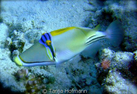 Picasso at Marsa Alam, Egypt by Tanja Hofmann 