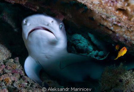 White Tip Shark baby by Aleksandr Marinicev 