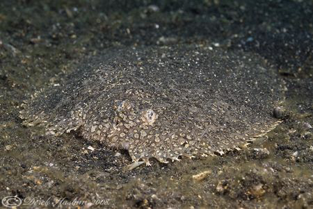 Peacock sole. Lembeh straits. D200, 60mm. by Derek Haslam 