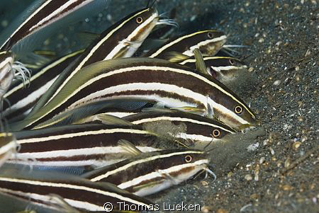 found in Lembeh; D200 by Thomas Lueken 