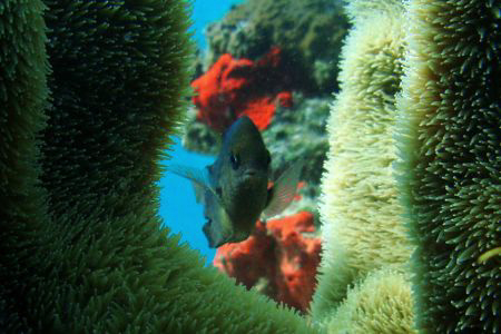 Attractive "demoiselle" dancing under the light of the reef by Durand Gerald 