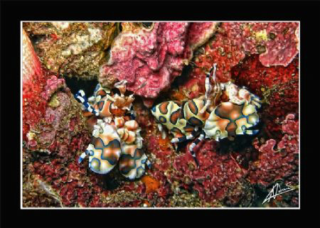 HDR: Harlequin (shrimp) in Dynamic Range... by Adriano Trapani 