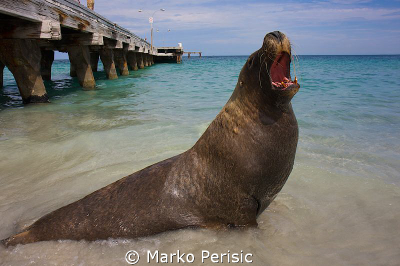 Ammo Jetty resident Australian Sea Lion. by Marko Perisic 