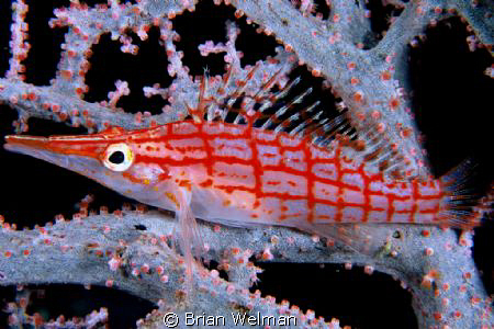 Long Nose Hawkfish
Fuji Velvia Slide; 105mm Macro Lens
... by Brian Welman 