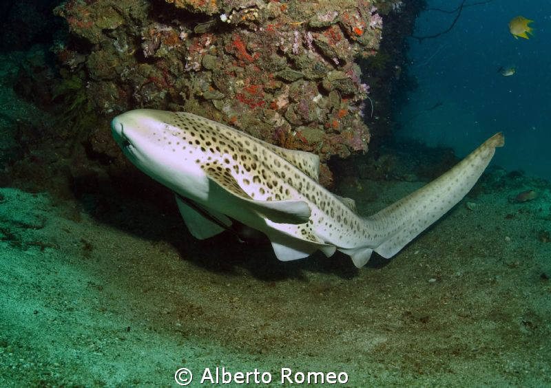 Portrait of a Leopard shark. by Alberto Romeo 