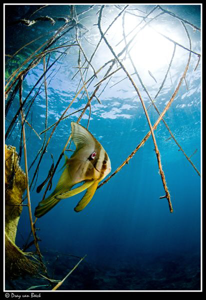 Batfish 1 by Dray Van Beeck 