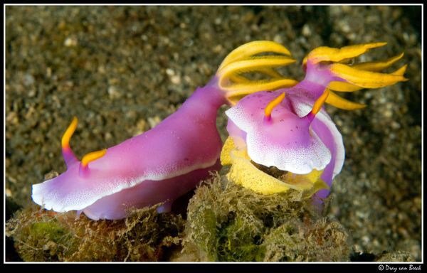Nudibranch  (Hypselodoris-apolegma) by Dray Van Beeck 