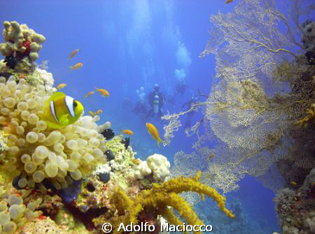 Shore Divers @ Paradise
Sharm el Sheikh by Adolfo Maciocco 
