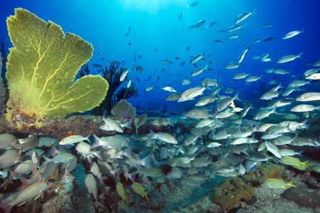 Sugar Wreck School, Bahamas (Nikon F4, 18mm/3.5, Aquatica... by Andrew Dawson 