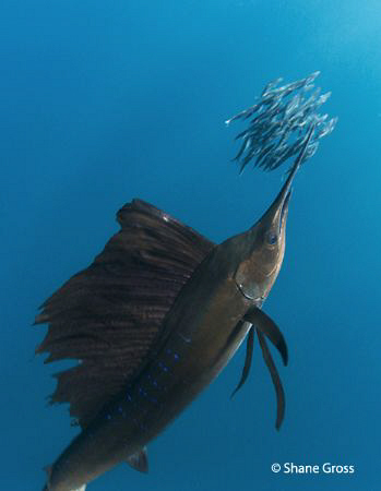 Sailfish feast by Shane Gross 