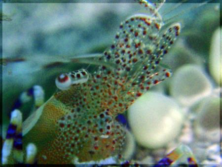 apnea super macro,a real challenge... by Durand Gerald 