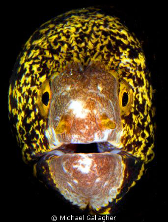 Moray portrait, Milne Bay, PNG by Michael Gallagher 