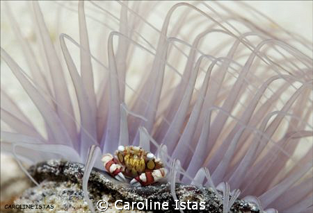 Little porcelain crab on tube anemone by Caroline Istas 