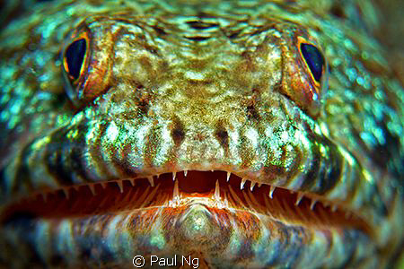 Hi Divers! by Paul Ng 