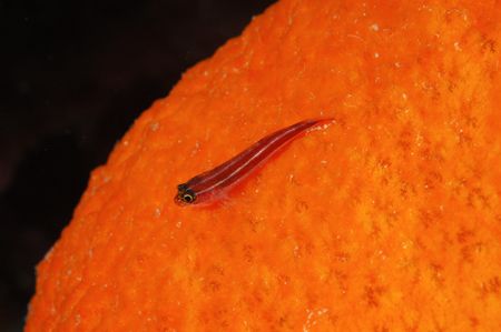 The World is Orange by Roger Munns 