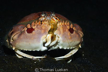 found iin Lembeh; D200 by Thomas Lueken 