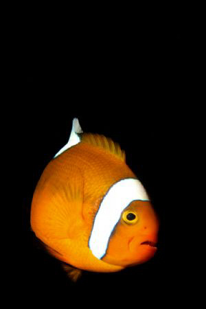 A backlit Saddleback Anemonefish. by Steve De Neef 