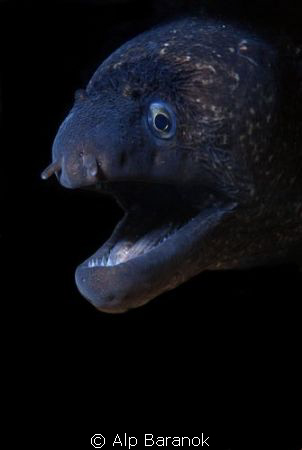 Taken @ Karaburun/Izmir. If you want to take morray eel s... by Alp Baranok 