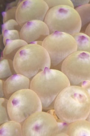 A bubble anenome that you just like to stare at!!! by Sean Sequeira 