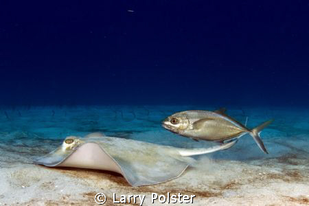 Bar jack waiting for a meal over the ray's shoulder. St. ... by Larry Polster 